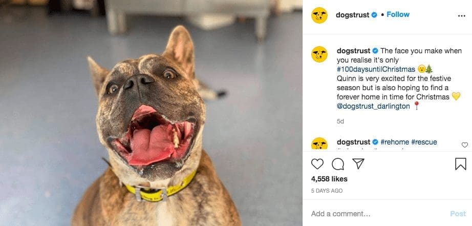 Top Charity Instagram Accounts - Dogs Trust